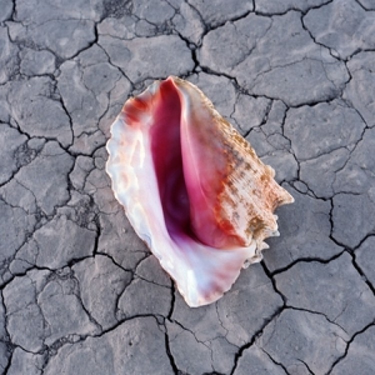 KILLERS - WONDERFUL WONDERFUL