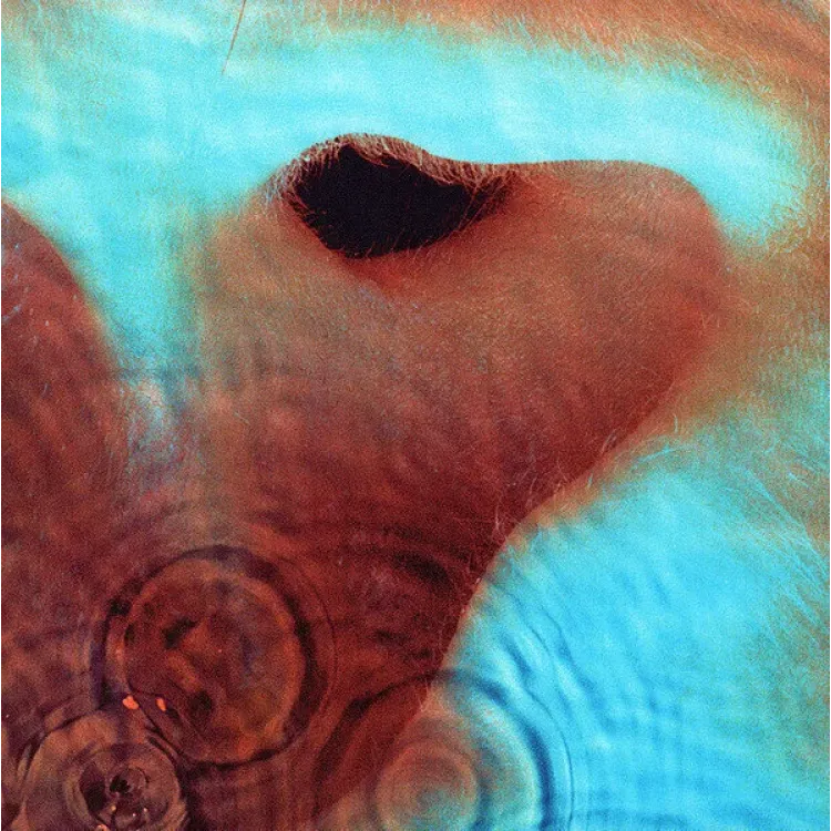 MEDDLE