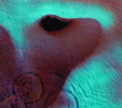 MEDDLE