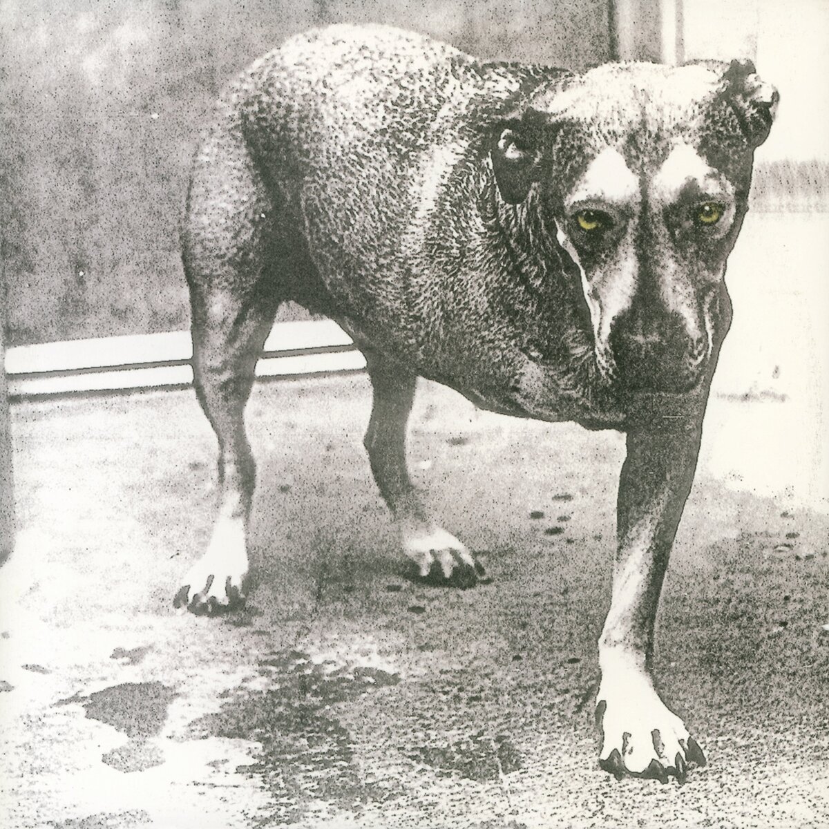 Alice In Chains - Highlighter Yellow Vinyl