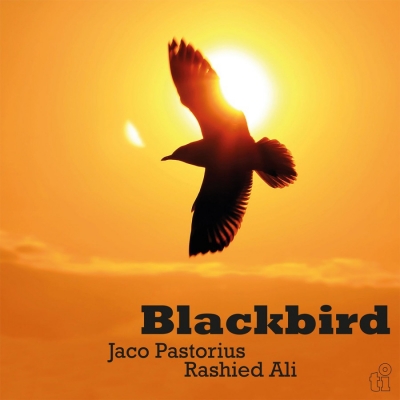 BLACKBIRD (TRANSLUCENT YELLOW)